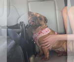 Small Photo #3 French Bulldog Puppy For Sale in Bandera, TX, USA