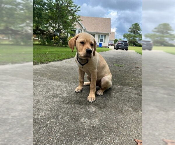 Medium Photo #19 Labrador Retriever-Unknown Mix Puppy For Sale in Garner, NC, USA