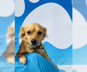 Chihuahua Dogs for adoption in Salinas, CA, USA