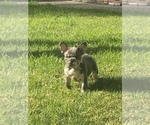 Small Photo #10 French Bulldog Puppy For Sale in CITY INDUSTRY, CA, USA