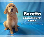 Small #4 Golden Retriever