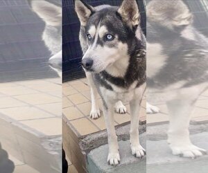 Dixie - Female Huskies -Unknown Mix Dog for Adoption - Photo #5