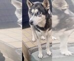 Small #4 Huskies  Mix