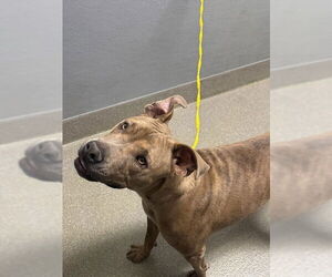 Mutt Dogs for adoption in Las Vegas, NV, USA