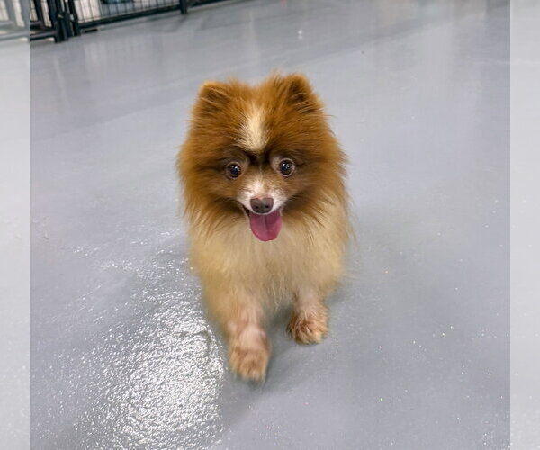 Medium Photo #2 Pomeranian Puppy For Sale in Gilberts, IL, USA