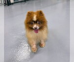 Small Photo #2 Pomeranian Puppy For Sale in Gilberts, IL, USA