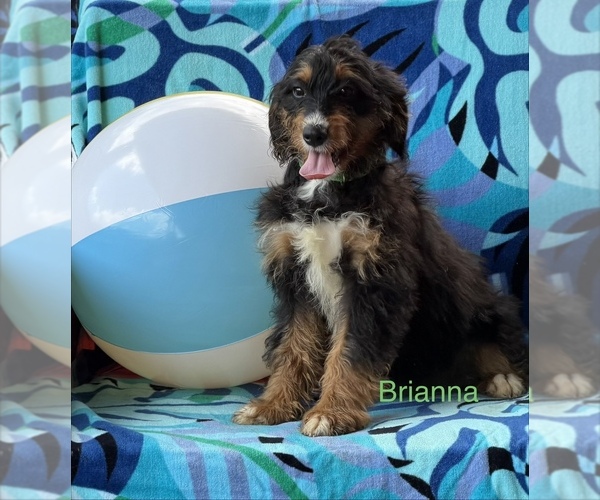 Medium Photo #5 Bernedoodle (Miniature) Puppy For Sale in KINGSPORT, TN, USA