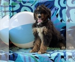 Small #4 Bernedoodle (Miniature)