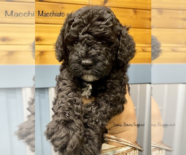 Medium Photo #1 Poodle (Miniature) Puppy For Sale in SEDALIA, MO, USA