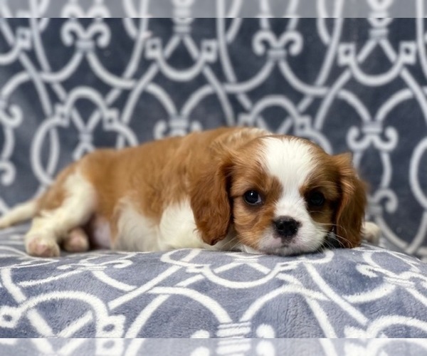 Medium Photo #12 Cavalier King Charles Spaniel Puppy For Sale in LAKELAND, FL, USA