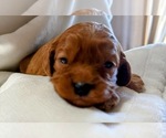Puppy Zuri Cavapoo (Miniature)