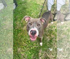 Mutt Dogs for adoption in Abbeville, LA, USA