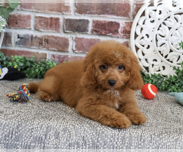 Medium Photo #5 Cavapoo (Miniature) Puppy For Sale in SYRACUSE, IN, USA
