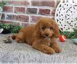 Small Photo #5 Cavapoo (Miniature) Puppy For Sale in SYRACUSE, IN, USA
