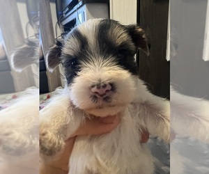 Yorkshire Terrier Puppy for sale in PHOENIX, AZ, USA