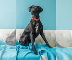 Small #11 Labrador Retriever Mix