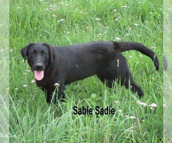 Medium Photo #1 Labrador Retriever Puppy For Sale in BRIDGEWATER, VA, USA