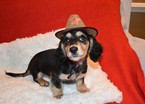 Small Photo #15 Dachshund Puppy For Sale in BENTON, AR, USA