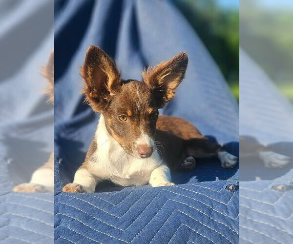 Medium Photo #1 Australian Shepherd-Chihuahua Mix Puppy For Sale in Wakefield, RI, USA