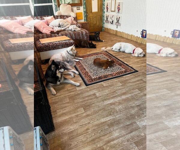 Medium Photo #4 Siberian Husky Puppy For Sale in Escondido, CA, USA
