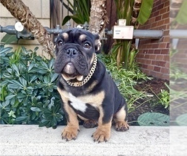 Medium Photo #2 English Bulldog Puppy For Sale in CHARLESTON, SC, USA