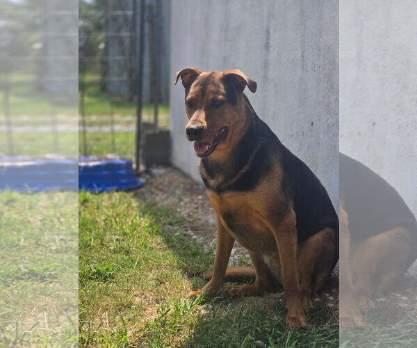 Medium Photo #3 Mutt Puppy For Sale in Crandall, GA, USA