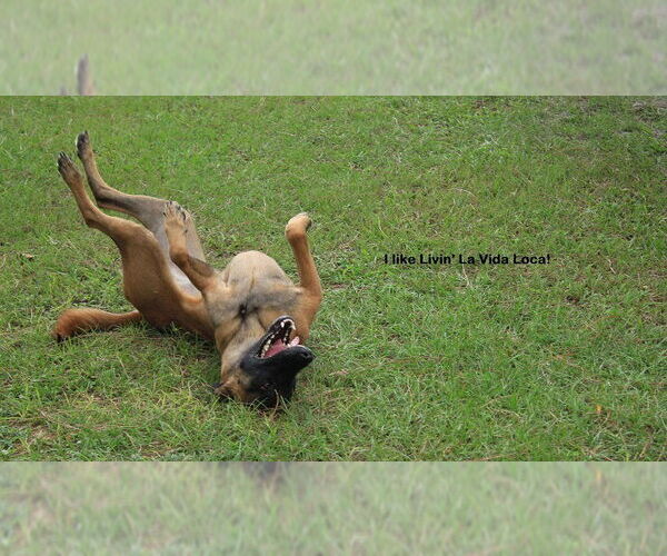 Medium Photo #5 Mutt Puppy For Sale in Stevens Point, WI, USA