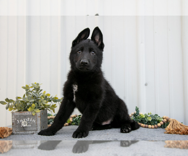 Medium Photo #1 German Shepherd Dog Puppy For Sale in SHIPSHEWANA, IN, USA