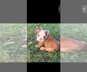 Bulldog Puppy for sale in WILLIAMSPORT, PA, USA
