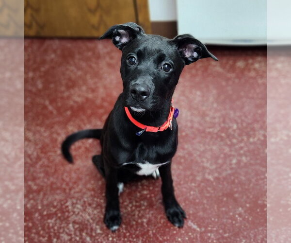 Medium Photo #10 Labrador Retriever-Unknown Mix Puppy For Sale in Fargo, ND, USA