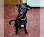 Small #9 Labrador Retriever Mix