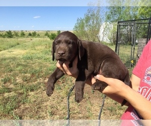 Labrador Retriever Puppy for sale in BYERS, CO, USA