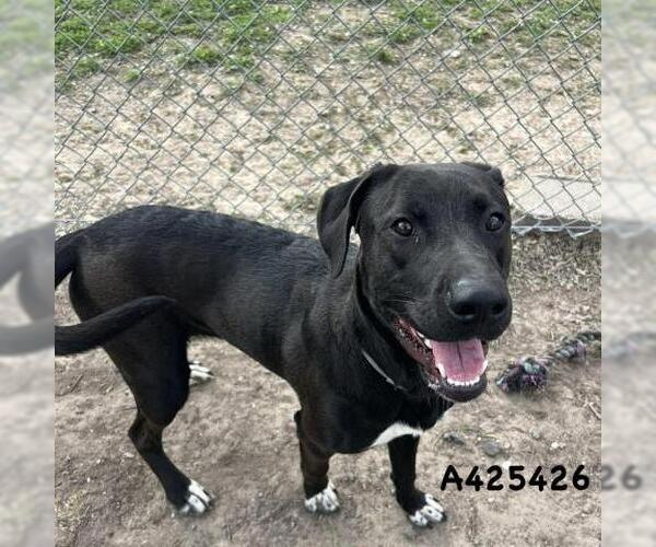 Medium Photo #1 American Pit Bull Terrier-Unknown Mix Puppy For Sale in Conroe, TX, USA