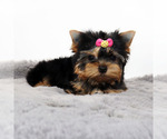 Small #3 Yorkshire Terrier