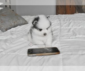 Pomsky Puppy for Sale in KANSAS CITY, Missouri USA