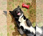 Small #1 Border Collie Mix