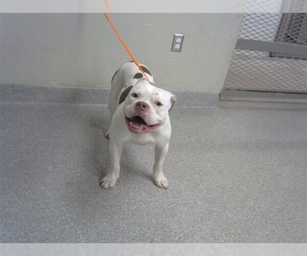 Medium Photo #1 American Pit Bull Terrier-Unknown Mix Puppy For Sale in Pasadena, TX, USA