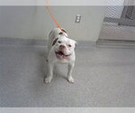 Small American Pit Bull Terrier Mix