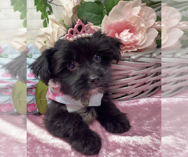 Medium Photo #5 Shorkie Tzu Puppy For Sale in SELLERSBURG, IN, USA