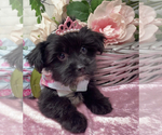 Small #4 Shorkie Tzu