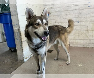 Siberian Husky Dogs for adoption in San Bernardino, CA, USA
