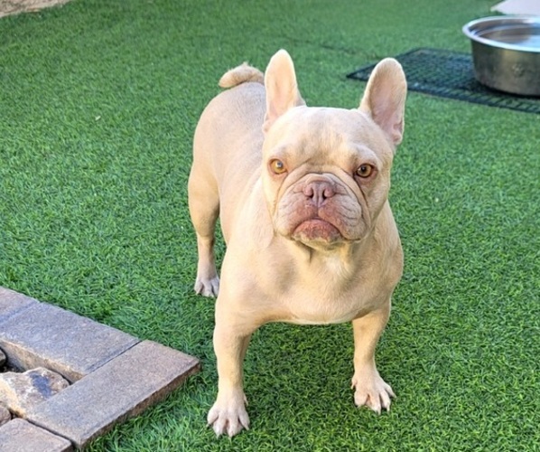 Medium Photo #4 French Bulldog Puppy For Sale in LAS VEGAS, NV, USA