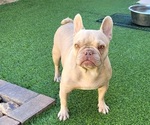 Small #3 French Bulldog