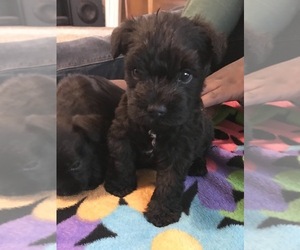 Schnauzer (Miniature) Puppy for sale in SALEM, OR, USA