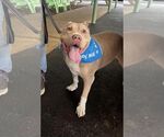 Small #11 Staffordshire Bull Terrier Mix