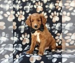 Small Photo #2 Goldendoodle (Miniature) Puppy For Sale in DELTA, PA, USA