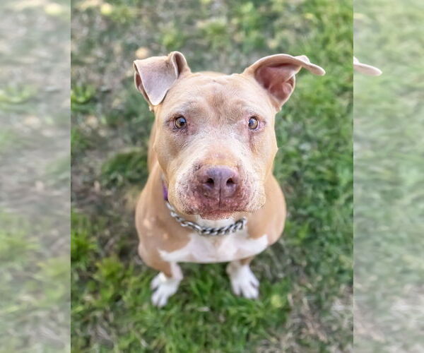 Medium Photo #1 Mutt Puppy For Sale in Chandler, AZ, USA