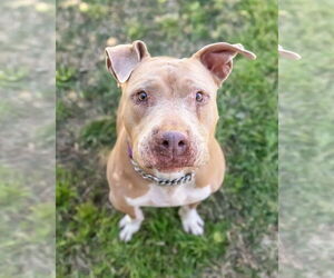 Mutt Dogs for adoption in Chandler, AZ, USA