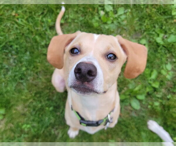 Medium Photo #2 Mutt Puppy For Sale in Crystal, MN, USA