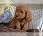 Small #3 Cavapoo
